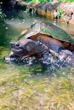 turtle in the water 