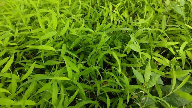 Fresh green wild grass background in the garden. Natural texture of lush lawn under soft sunlight. Ideal for nature, environment, and botanical themes