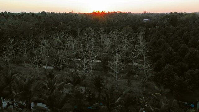 Stunning aerial sunset over a tropical countryside forest. Drone flyover of rural fruit orchards and coconut trees in Southeast Asia during golden hour. Serene natural landscape at dusk
