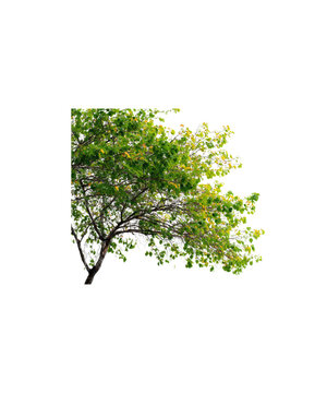 The green trees on transparent - 17