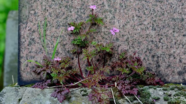 Herb-Robert, Geranium robertianium, growing on a gravestone. Spring. UK