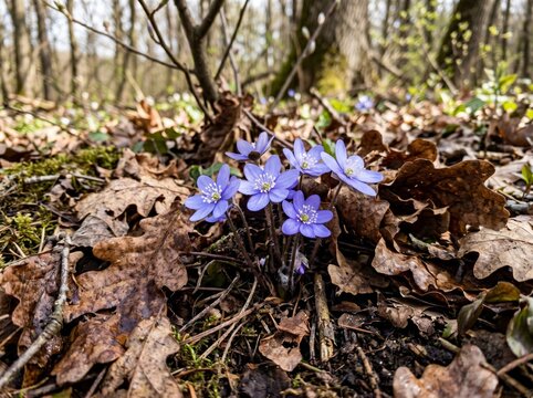 Group of purple liverleaf flowers in the forest