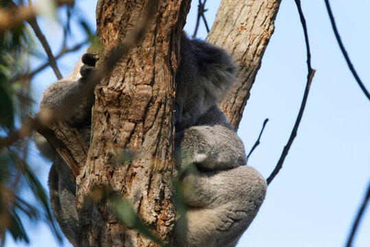 Koala asleep in tree