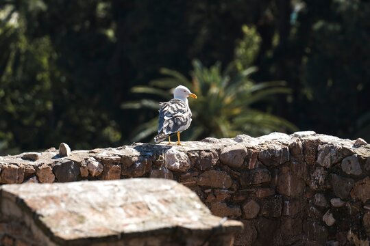 Seagull perched on rustic stone wall in Malaga Spain with soft blurred background and natural light