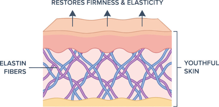 Create a realistic Strong elastin fibers restore firmness and elasticity to youthful skin. vector art with white background.