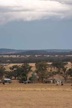 Rural Australian landscape with weathered farm buildings and grazing livestock under a cloudy sky
