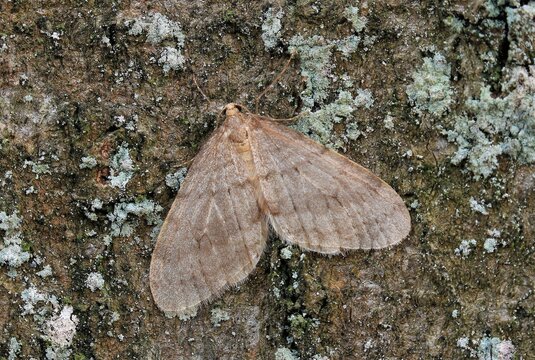 Buchen-Frostspanner, Operophtera fagata, M&auml;nnchen. In Mitteleuropa meist nicht h&auml;ufig, in den Gebirgsregionen jedoch weit verbreitet. Hier im Hellefelder Bachtal bei Arnsberg, D, NRW..