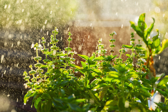 Rainfall in sun shower over lush green basil plants in vegetable garden