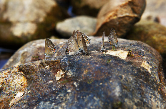 The Dark Blue Firefly Butterfly (Luthrodes pandava), also known as the Plain Cupid.
