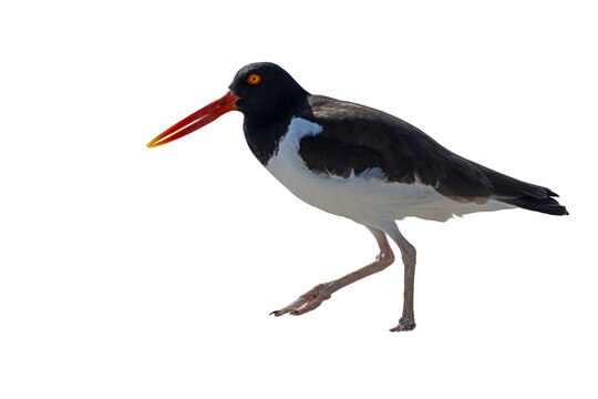 American Oystercatcher, Haematopus palliatus, walking on the beach on a bright Spring morning in Cape May, NJ