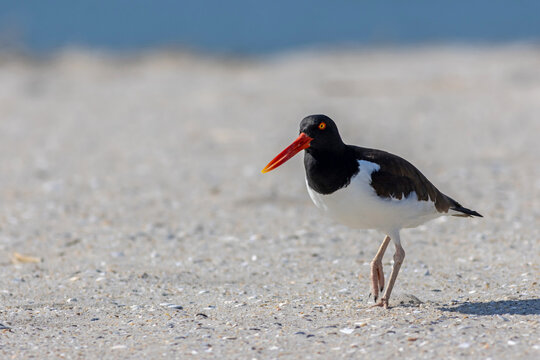 American Oystercatcher, Haematopus palliatus, walking on the beach on a bright Spring morning in Cape May, NJ