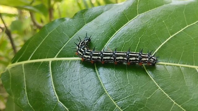 Doleschallia bisaltide, also known as Autumn Leaf caterpillar with black and white stripes and spikes on green leaves