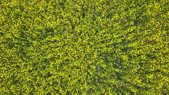 Top-down aerial over bright yellow mustard Flowers and farms in Kashmir.