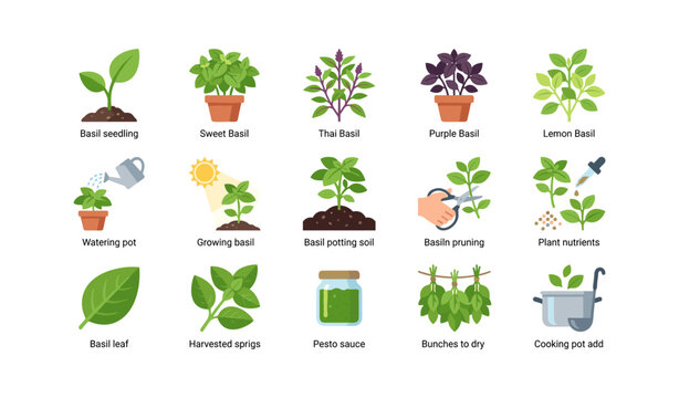 Basil plant icons showing varieties and growing steps