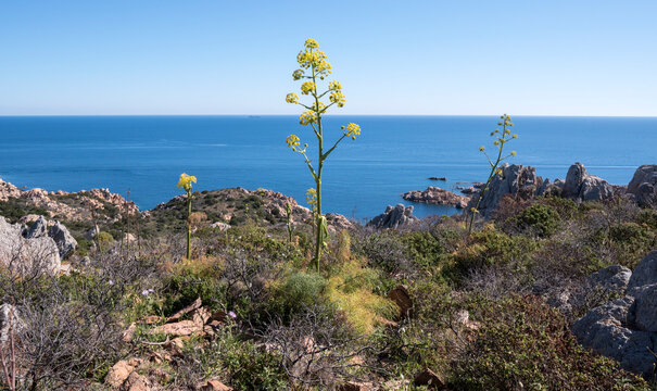 Veduta del mare con ferula, isola Caprera, Sardegna