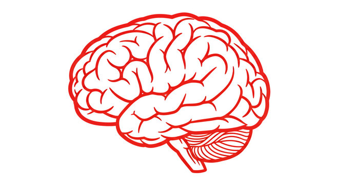 Red Line Brain Illustration: Anatomical Sketch of Cerebrum and Cerebellum.