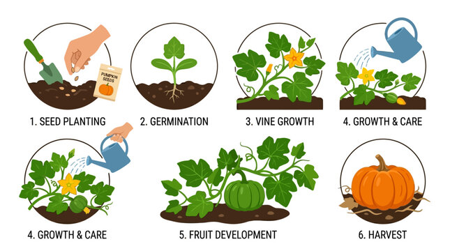 Pumpkin growth cycle animation sequence showing plant life stages from small seeds to orange harvest vegetables for educational motion footage