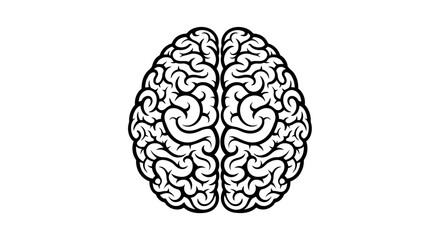 Fototapeta premium Detailed black line drawing of a human brain showing two hemispheres in a scientific illustration.