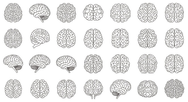 Series of grayscale brain diagrams arranged in a grid for neuroscience study and anatomy exploration.