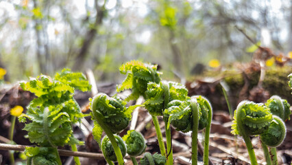 Row of young green fern fiddleheads in spring woodland sunlight © alissandres