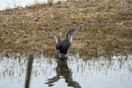 Common Coot (Fulica atra) mating ritual on the water, sequence of bird behavior.