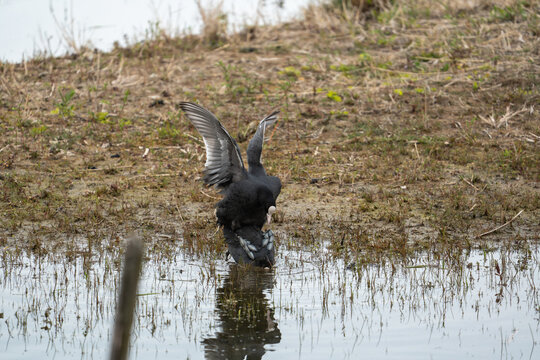 Common Coot (Fulica atra) mating ritual on the water, sequence of bird behavior.
