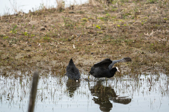 Common Coot (Fulica atra) mating ritual on the water, sequence of bird behavior.