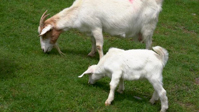Video of outdoor activities of sheep on 4K lawn in summer