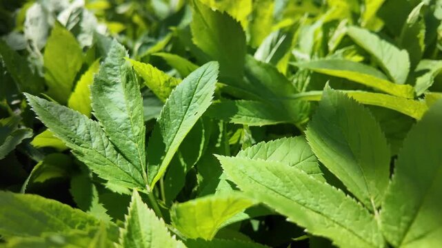 Abundant green leaves of fir grass. First spring plants and herbs. Green background and covering.