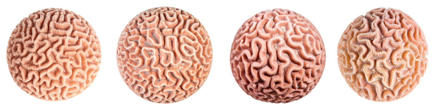 Four spherical brain coral skeletons arranged in  row showing intricate textured patterns