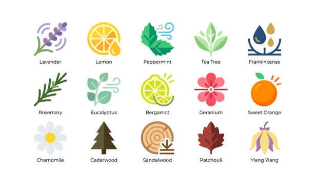 Essential oil icons of herbs, citrus and wood on white background
