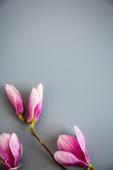 Obraz premium Minimal floral layout with magnolia blossoms and large copy space