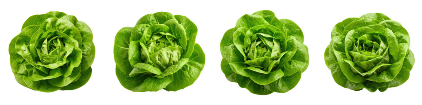 Four heads of fresh green butter lettuce arranged in  row seen from above