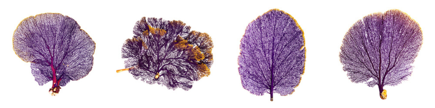 Set of four purple fan corals displaying intricate branch structures and textures