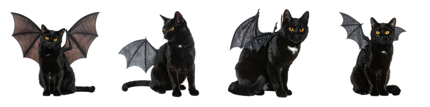 Four black cats sitting and wearing bat wings costumes during the Halloween season