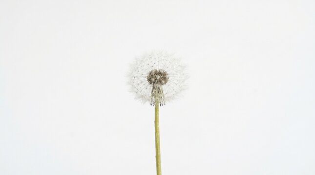 Minimalist white background with a single dandelion