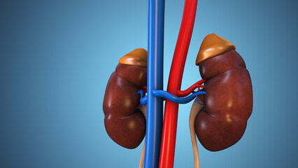 Addison Disease Adrenal Glands Medical Concept © jitendra jadhav