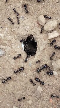 Fourmis au travail &agrave; l'entr&eacute;e de la fourmili&egrave;re 