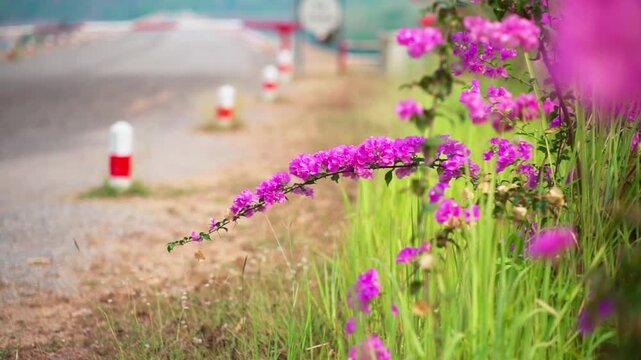 Pink Bougainvillea Flowers Blooming by a Rural Roadside.