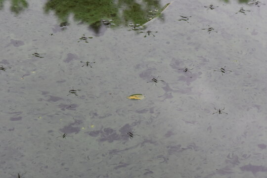 The surface of the pond is covered with green algae and water striders 