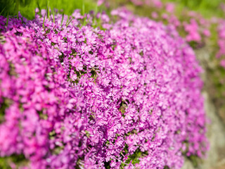 Obraz premium Dense pink moss phlox carpet blooming at ground level