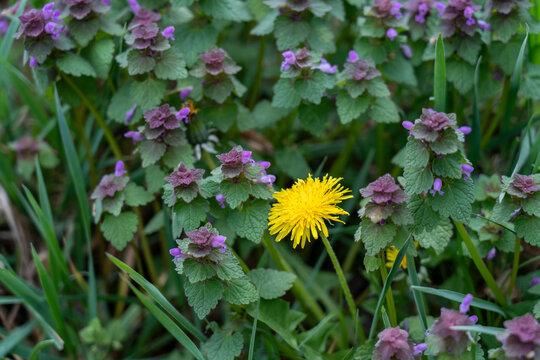 Yellow dandelion flower among purple dead-nettle in a green spring meadow.