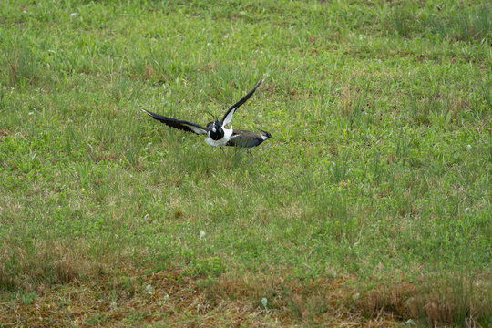 Part 6 of 10 in a mating sequence of northern lapwing (vanellus vanellus)