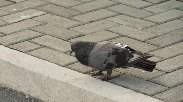 Two urban pigeons stand calmly on a grey brick pavement in a city environment.