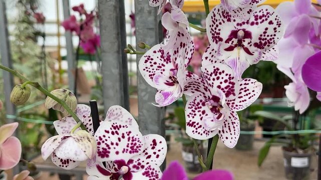Close-up Phalaenopsis Orchid greenhouse daylight cinematic macro delicate white petals freckled magenta spots, cascading raceme