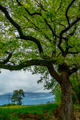 Fototapeta premium Baum im Frühjahr