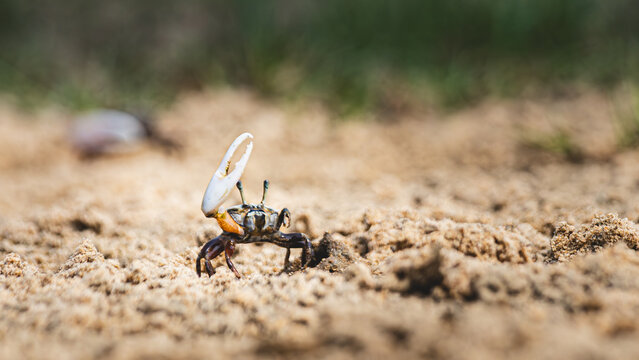 Fiddler Crab Raising Large White Claw on Sandy Beach, Small Crustacean Emerging from Burrow Hole in Tidal Zone, Wildlife Action Shot