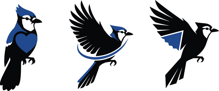 Blue jay bird in different poses minimalist illustration for sports team Isolated on white background