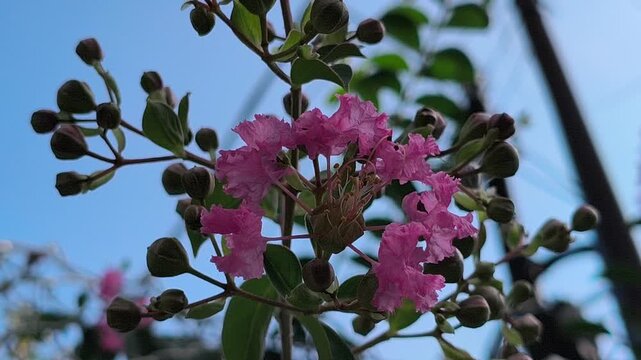 Lagerstroemia indica, also known as crape myrtle, displays vibrant clusters of delicate flowers and lush green foliage, adding colorful beauty to tropical and subtropical gardens.