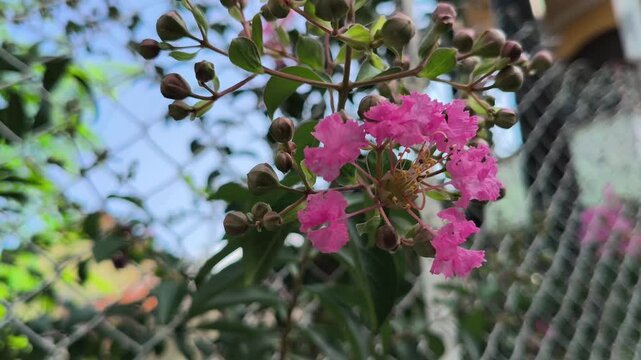 Lagerstroemia indica, also known as crape myrtle, displays vibrant clusters of delicate flowers and lush green foliage, adding colorful beauty to tropical and subtropical gardens.